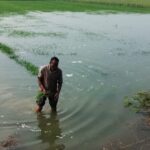 Jalaun News: हमीरपुर साख नहर ओवरफ्लो, 150 बीघा फसल जलमग्न