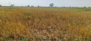 Jalaun News: तपिश से झुलसी फसल, पानी के संकट ने बढ़ाई किसानों की चिंता