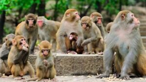 Up:जहां हमले ज्यादा, वहां बंदरों को मारने की भी अनुमति; प्रधान मुख्य वन संरक्षक सुनील चौधरी ने दिए निर्देश – Up: Permission Granted To Cull Monkeys In Areas With High Attack Rates; Principal Chief Conservator Of Forests