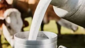 श्वेत समृद्धि:दूध उत्पादन बढ़ाने के लिए पशु गर्भाधान व्यवस्था में होगा बदलाव, किसानों को दी जाएंगी गाय – Animal Insemination System Will Undergo Changes To Boost Milk Production In Up Cows Will Provided To Farmers