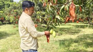 Up:टिप टिप गिरती बूंदें आम के लिए ‘जहर’,  सेहत सुधारने के लिए बैगिंग कर रहे बागबां; जानें कितनी असरदार – Up: Dripping Raindrops Prove ‘poison’ For Mangoes; Orchard Owners Resort To ‘bagging’ To Safeguard The Crop—fi