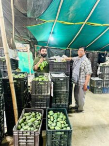 Lucknow News: देश में आम विदेशों में खास बनी है दशहरी, नेपाल में मांग बढ़ी