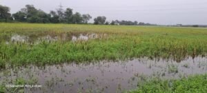 Jalaun News:62 हजार हेक्टेयर तिली की फसल पर संकट, सैकड़ों बीघा जलमग्न – Sesame Crop On 62,000 Hectares At Risk; Hundreds Of *bighas* Submerged